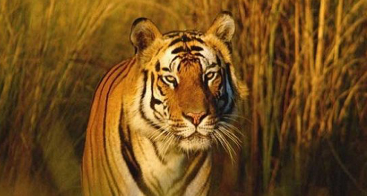 International Tiger Day – A Call to Action for Conservation – The