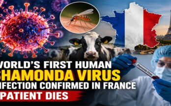 World’s First Human Shamonda Virus Infection Confirmed in France, Patient Dies